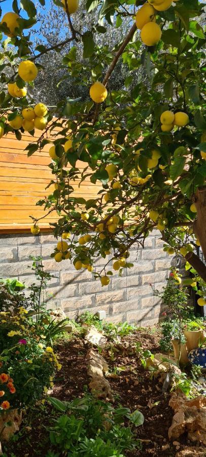 Maria'S Guesthouse - Uphill View Of Nazareth F Bagian luar foto